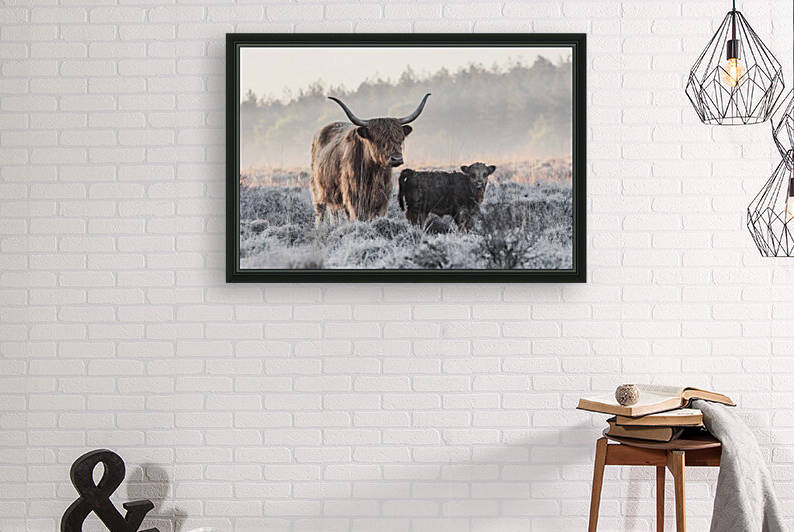 Highlander and Calf by 1x