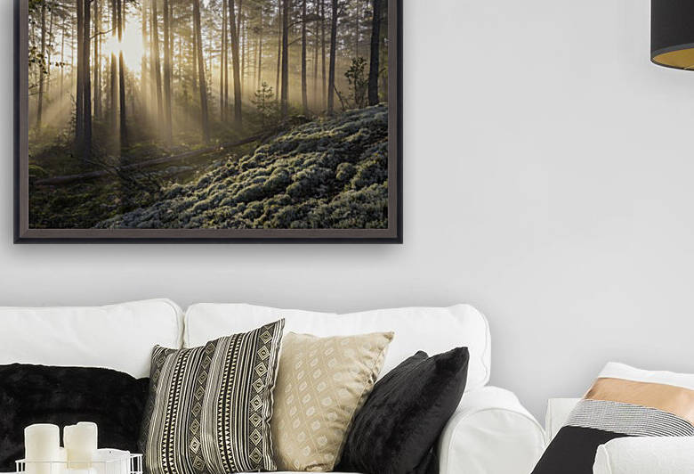 Fog in the forest with white moss in the forground by 1x