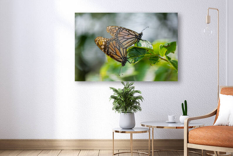 Monarchs Making More Monarchs by Joe Riederer