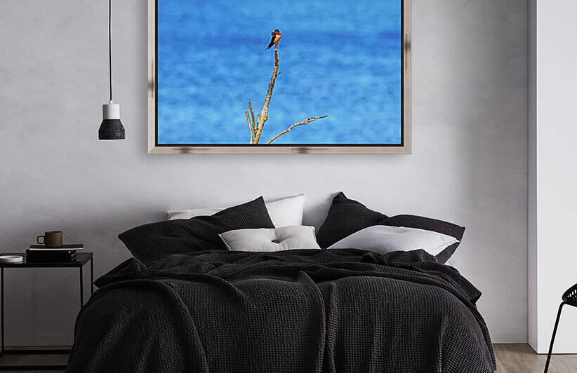 Barn Swallow By The River by Deb Oppermann