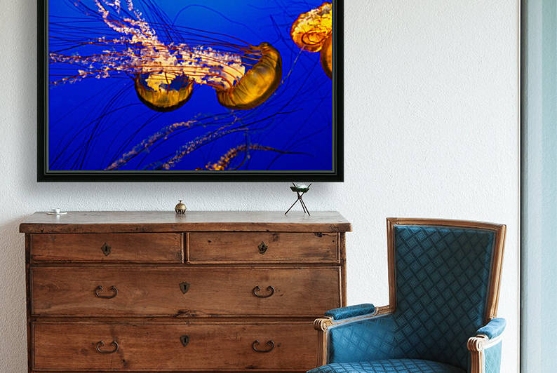 Monterey Jellyfish by WOW Factor Photography