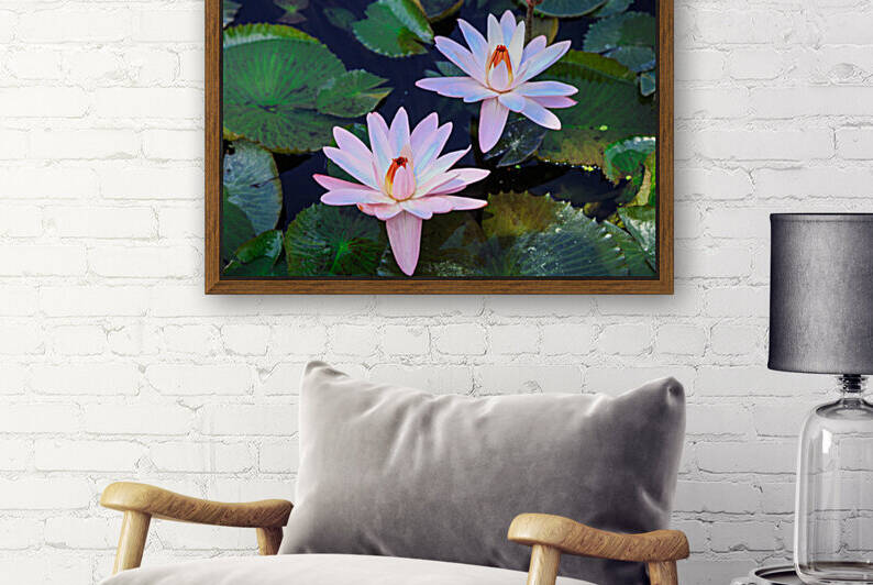 Water Lilies by WOW Factor Photography