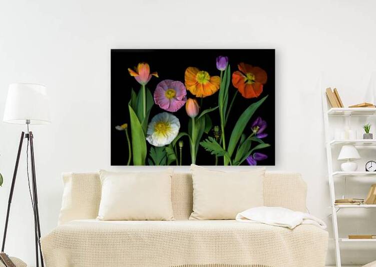 Icelandic Poppies and Tulips by Jane Baron