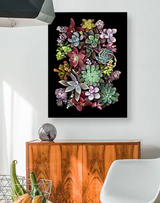Succulent Montage by Jane Baron