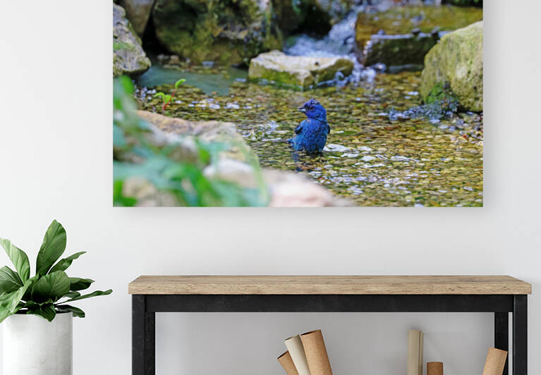 Streaming by Deb Oppermann