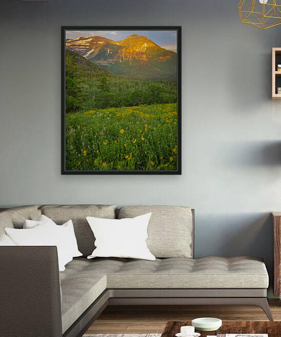 Timp Flowers by Stephen Taylor