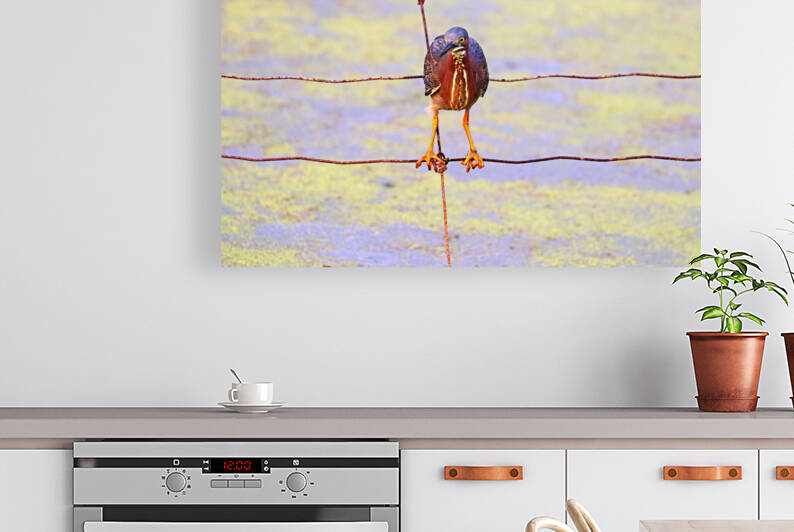 Green Heron Look Away by Deb Oppermann