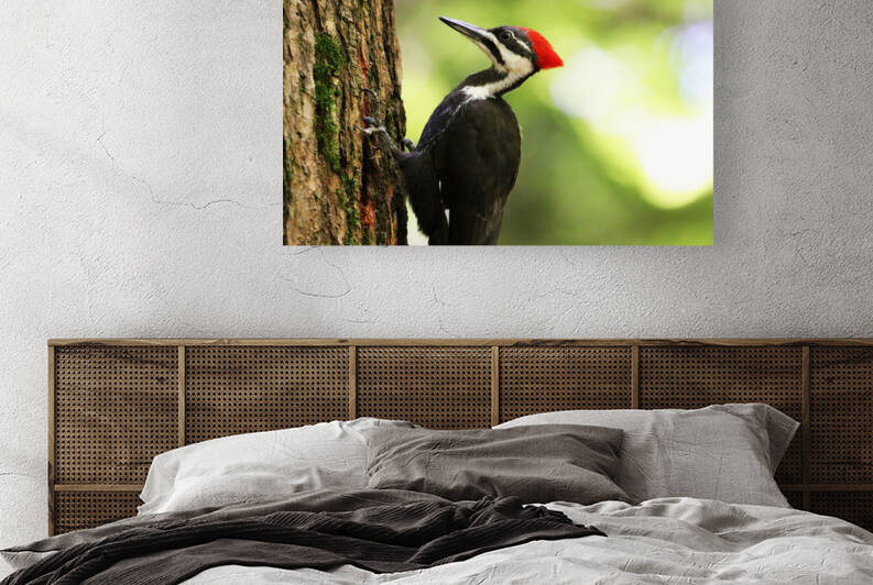 Pileated Woodpecker Close Up by Deb Oppermann