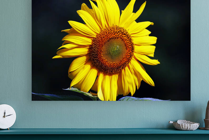 Sunflower by Deb Oppermann