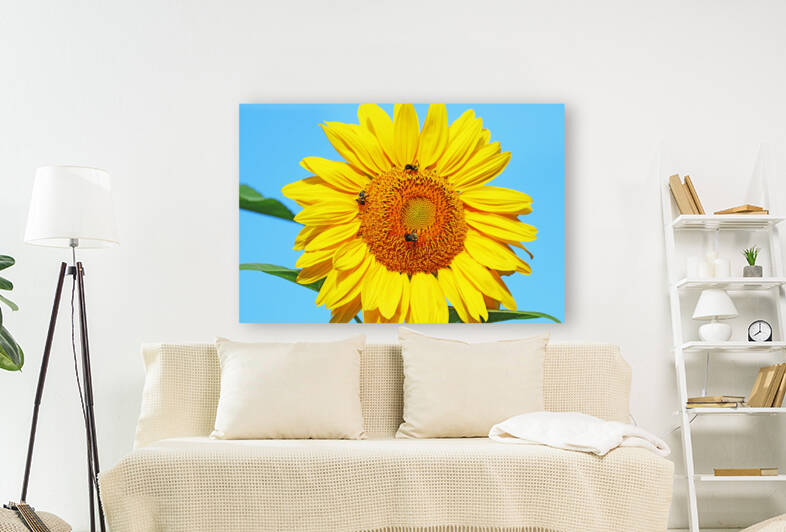 Sunny Side Up by Deb Oppermann