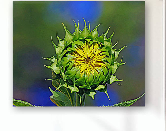 Bursting Sunflower by Deb Oppermann