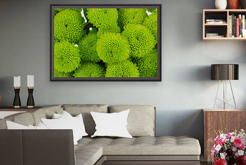 beautiful green chrysanthemum close up by GrapyArt