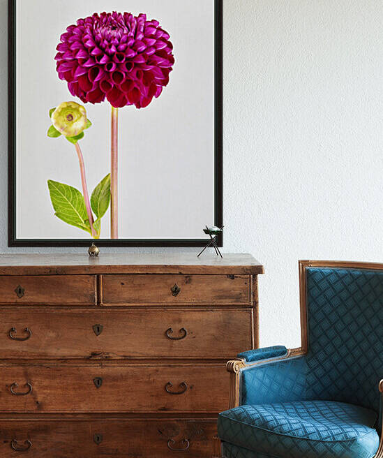 Beautifully Dahlia by Brenda Lawlor