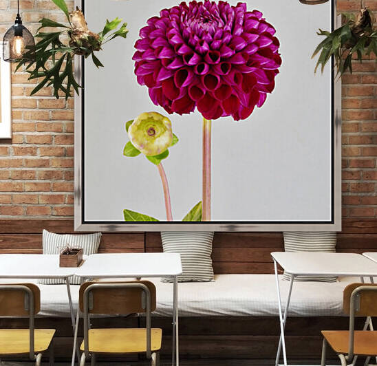 Softly Dahlia by Brenda Lawlor