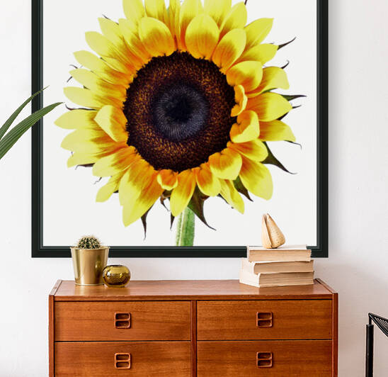 Sunny by Brenda Lawlor