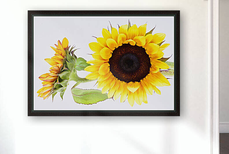 Beautifully Sunflower by Brenda Lawlor