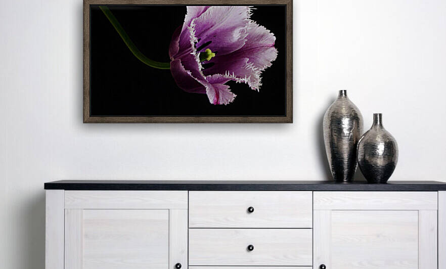 Tulipa by Brenda Lawlor