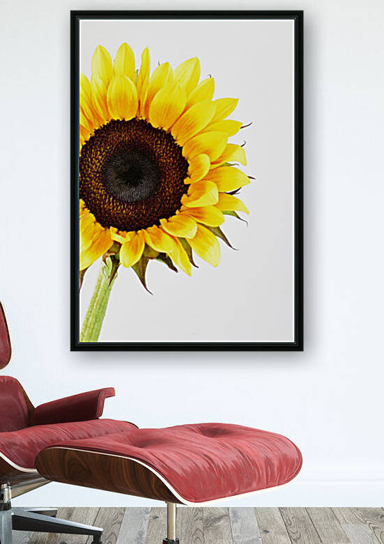 Hello Sunshine  by Brenda Lawlor