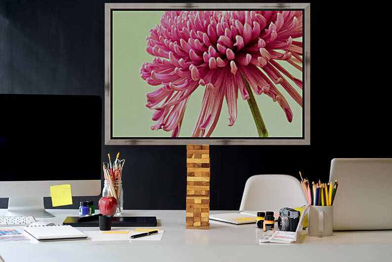 Blushing Chrysanthemum by Brenda Lawlor