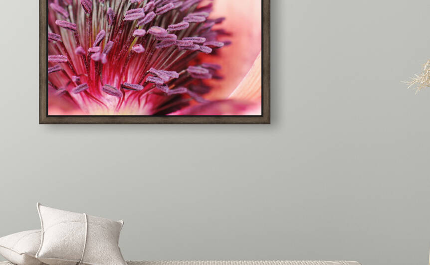 Blushing Poppy by Brenda Lawlor