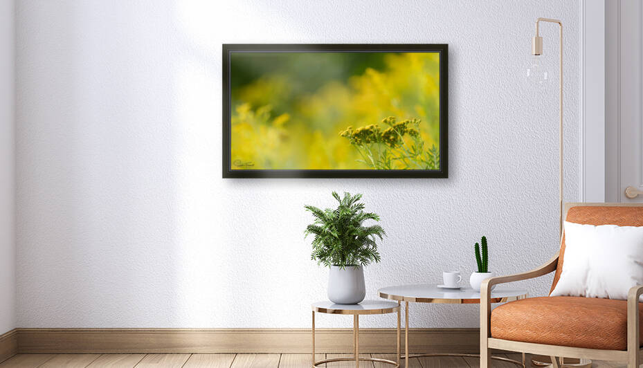 Jaune by Sophie Thibault