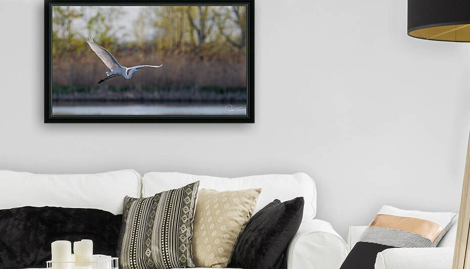 Vol de la grande aigrette  by Sophie Thibault