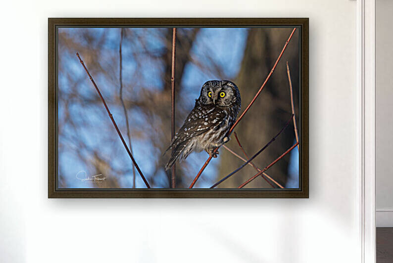 Nyctale de Tengmalm  by Sophie Thibault