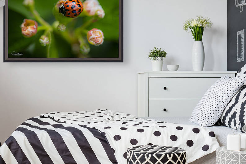 Coccinelle asiatique by Sophie Thibault