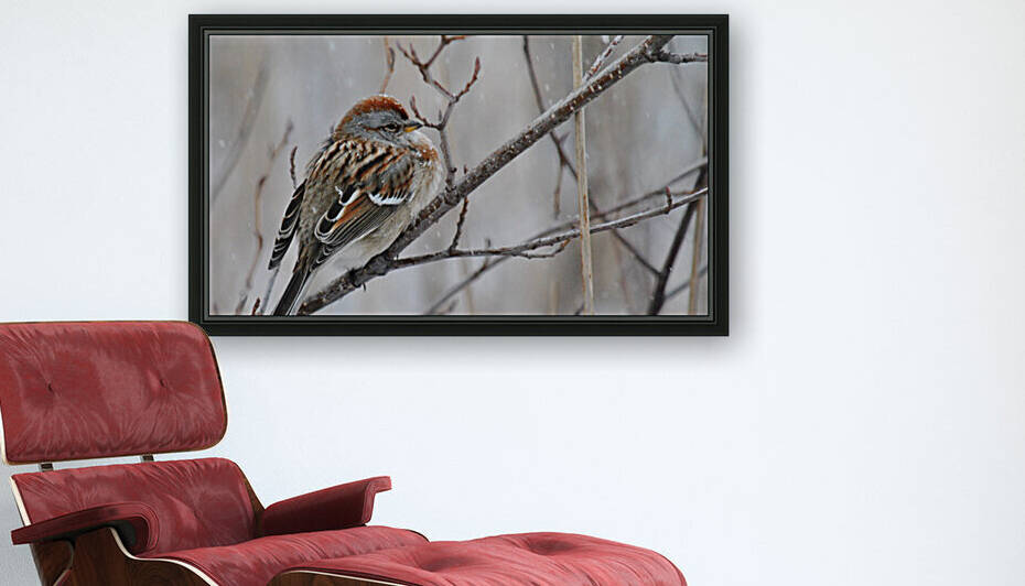 Winter Sparrow by Brenda Lawlor
