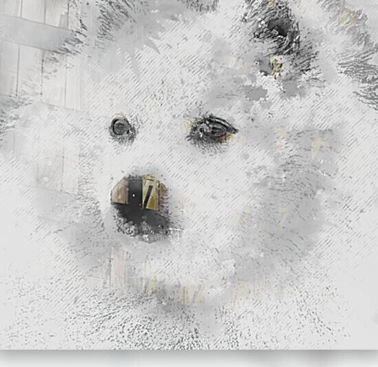 American Eskimo Spitz by HH Photography of Florida