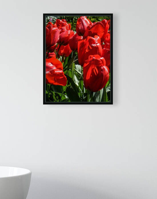 Super Closeup Spring Tulip Flowers from Keukenhof in the Netherlands 10 of 36 by 360 Studios