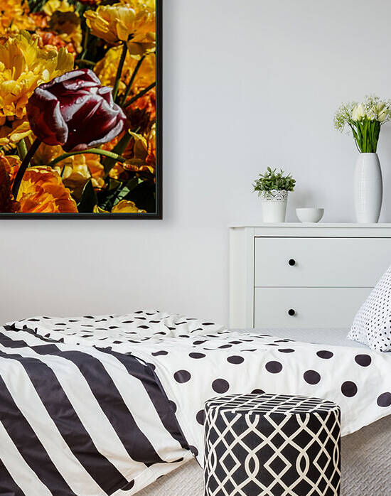 Super Closeup Spring Tulip Flowers from Keukenhof in the Netherlands 36 of 36 by 360 Studios