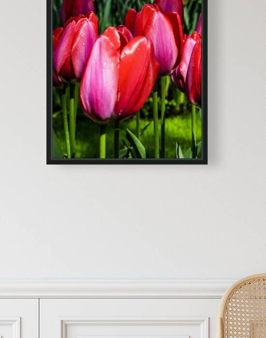 Super Closeup Spring Tulip Flowers from Keukenhof in the Netherlands 34 of 36 by 360 Studios