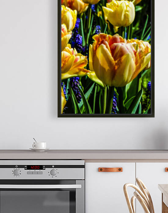 Super Closeup Spring Tulip Flowers from Keukenhof in the Netherlands 1 of 36 by 360 Studios