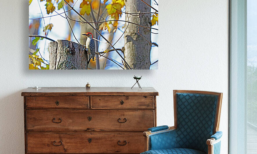 Red Bellied Woodpecker In Fall by Deb Oppermann