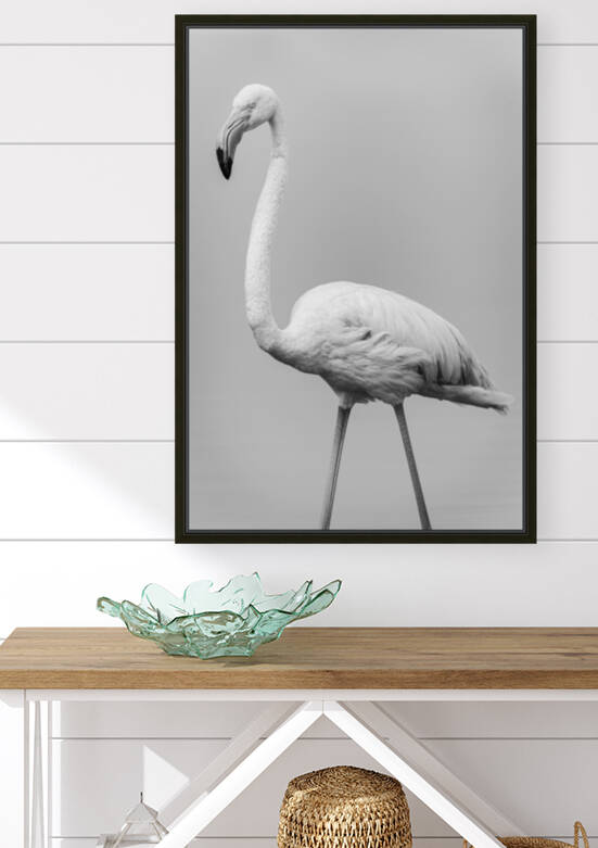Flamand Rose en Noir et blanc by JADUPONT PHOTO