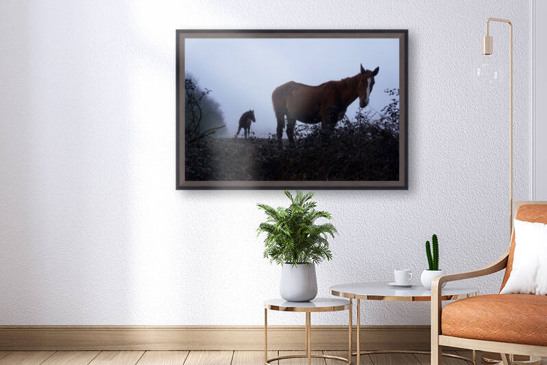 Horse in the fog by Cedric Doz