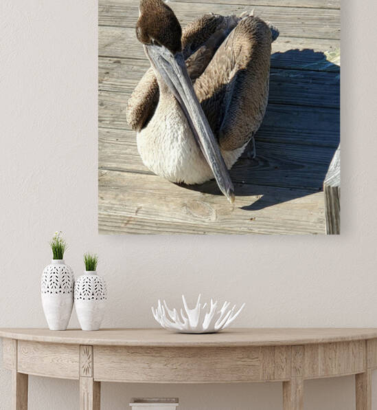 Resting Pelican by The NC Geek