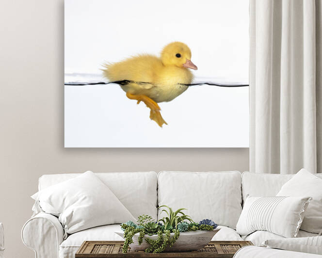 Patito amarillo by 1x