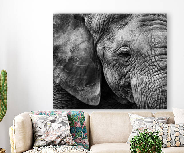 Elephant skin by 1x
