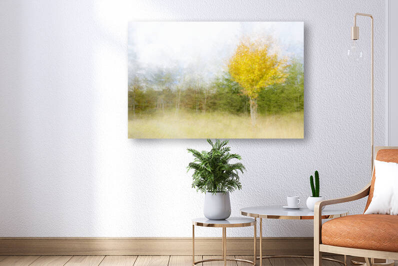 Impressionistic birch by 1x