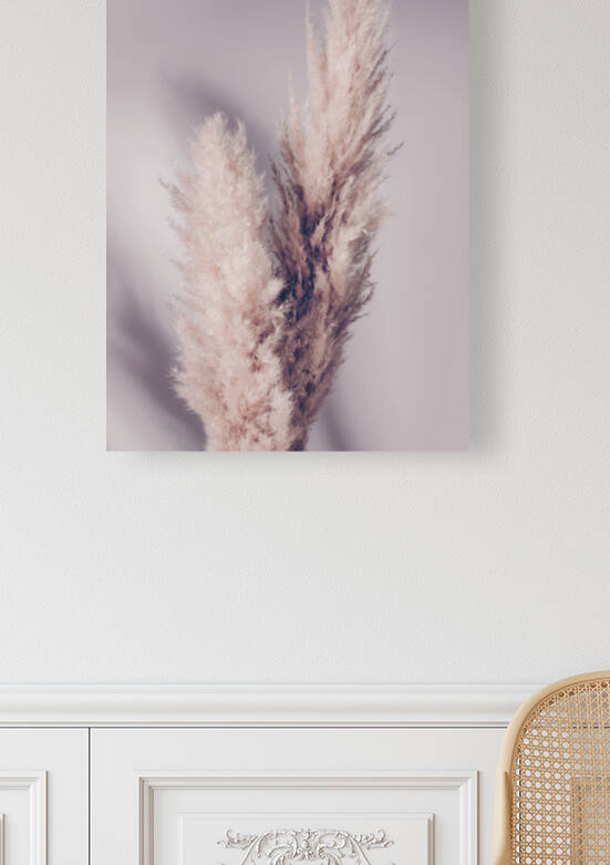 Pampas Grass by 1x