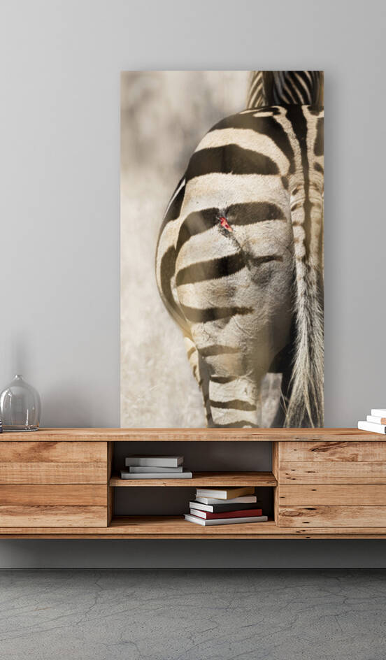 Scars - Zebra with Lion Clawmark by Sabrina Colombo