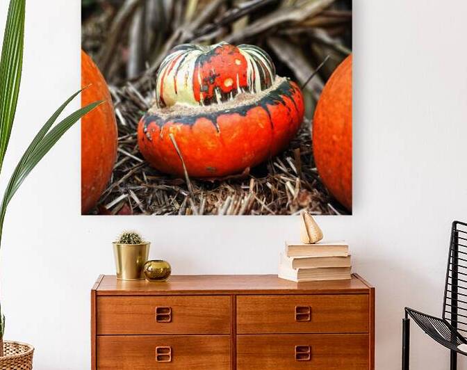 Farm Elephant Gourd by Bill Swartwout Photography