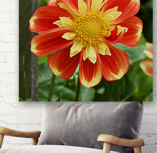 Dahlia by Bill Osuch