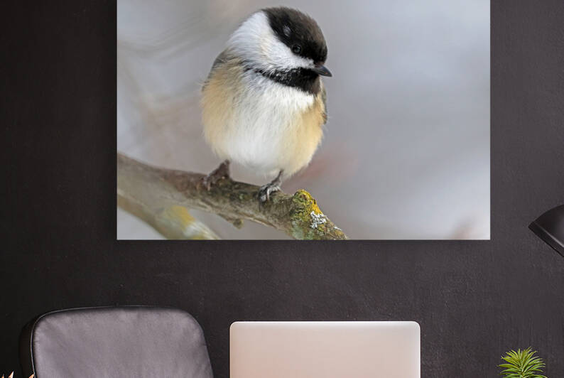 Shy Chickadee by Deb Oppermann