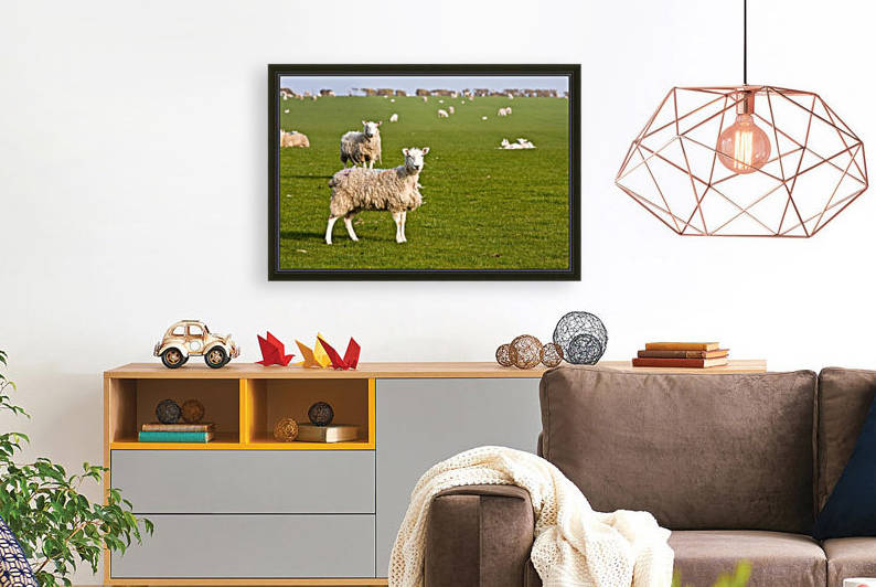 Field of sheep and lambs near Newport on Pembrokeshire Coast Path, South West Wales; Pembrokeshire, Wales by PacificStock