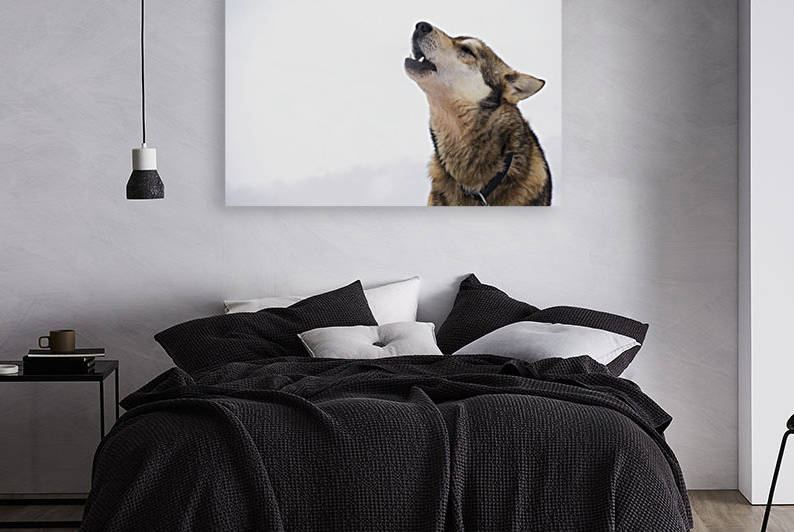 A dropped Iditarod sled dog howls at the Finger Lake checkpoint during the 2013 Iditarod, Southcentral Alaska by PacificStock