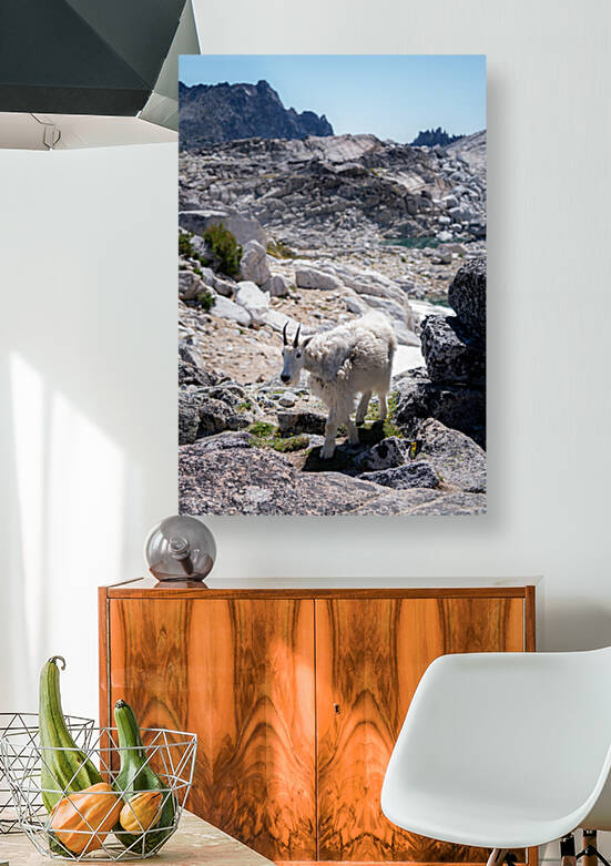 Cascades Mountain Goat by Noah Lang