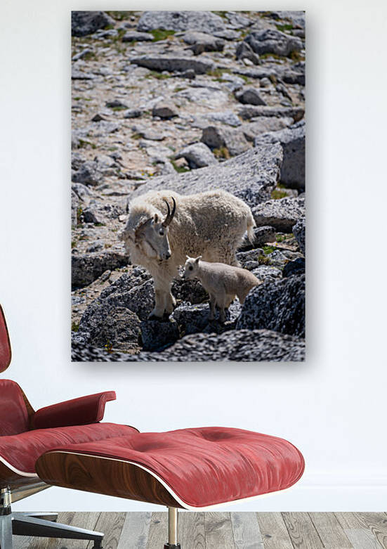 Nanny and Kid Mountain Goats by Noah Lang